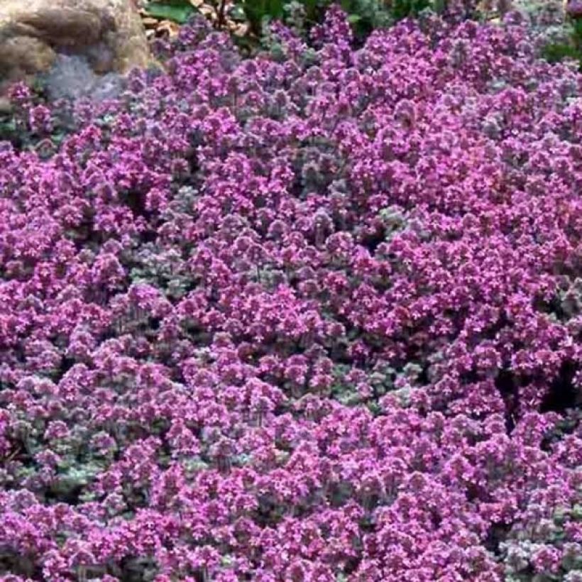 Harmaa-ajuruoho - Thymus pseudolanuginosus (Kukinta)