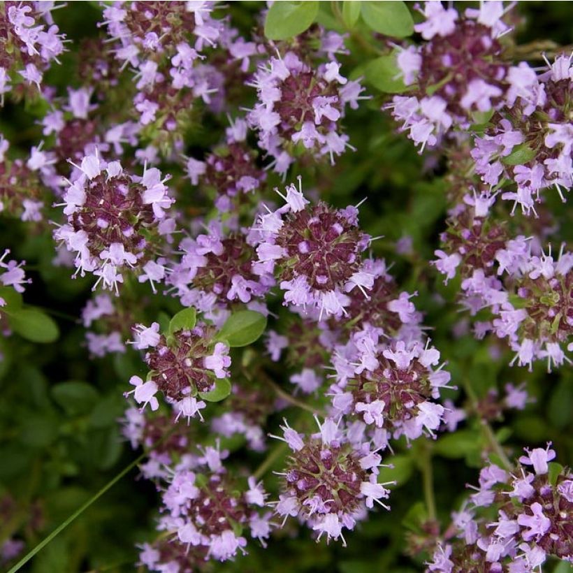 Nurmiajuruoho Splendens (Kukinta)