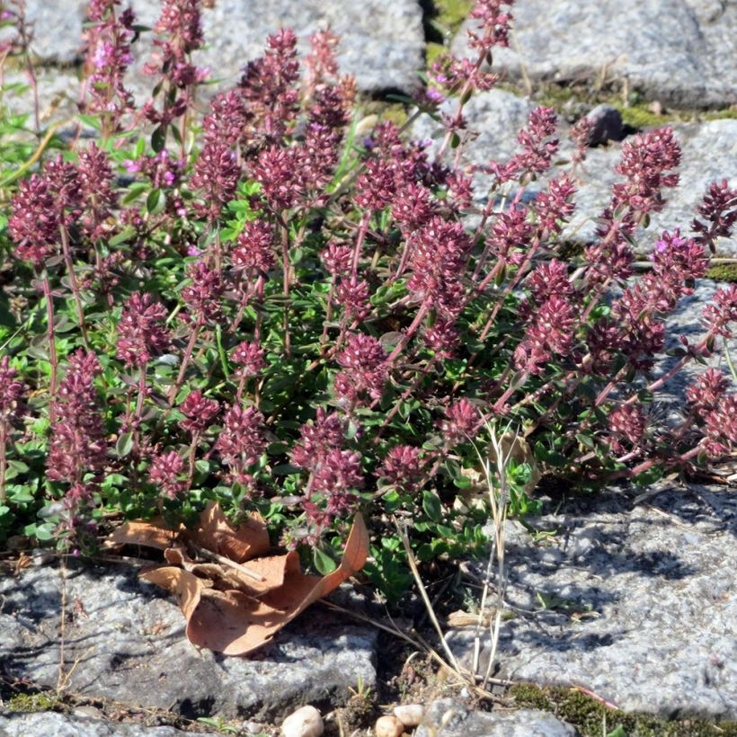 Nurmiajuruoho Splendens (Kasvutapa)