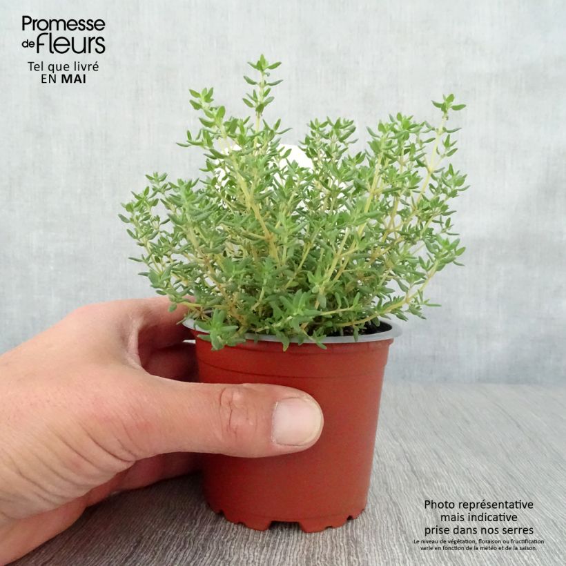 Esimerkki keväällä toimitetusta Tarha-ajuruoho (timjami) Compactus luomu 10 cm/11 cm ruukku-taimesta