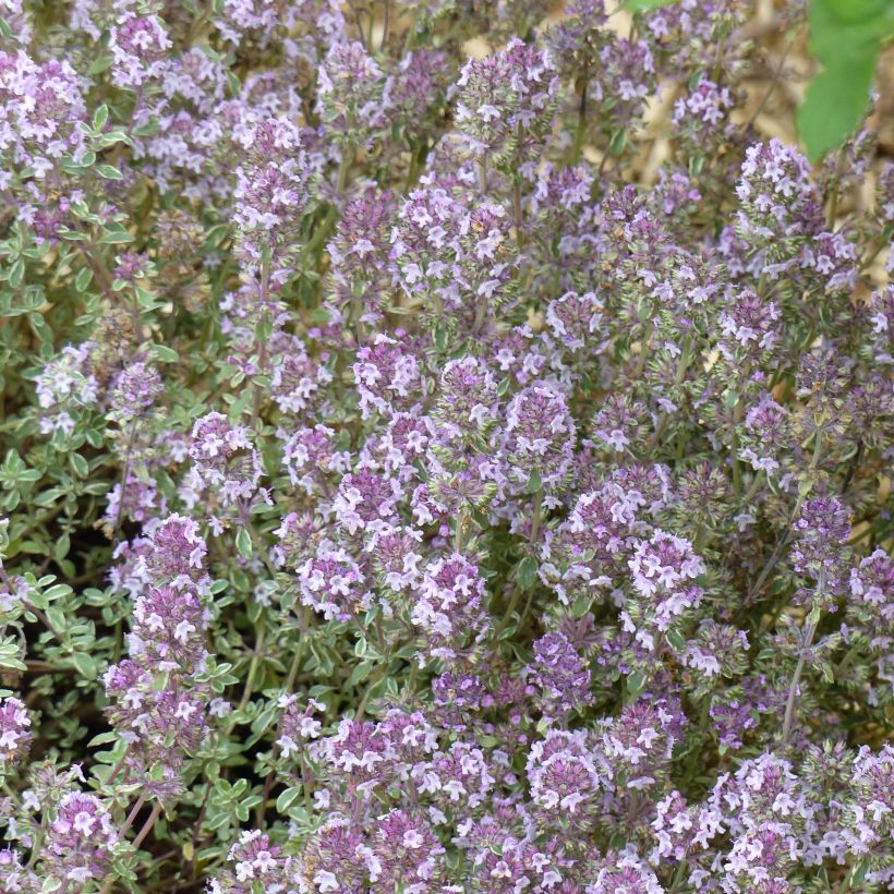 Tarha-ajuruoho (timjami) Silver Posie (Kukinta)