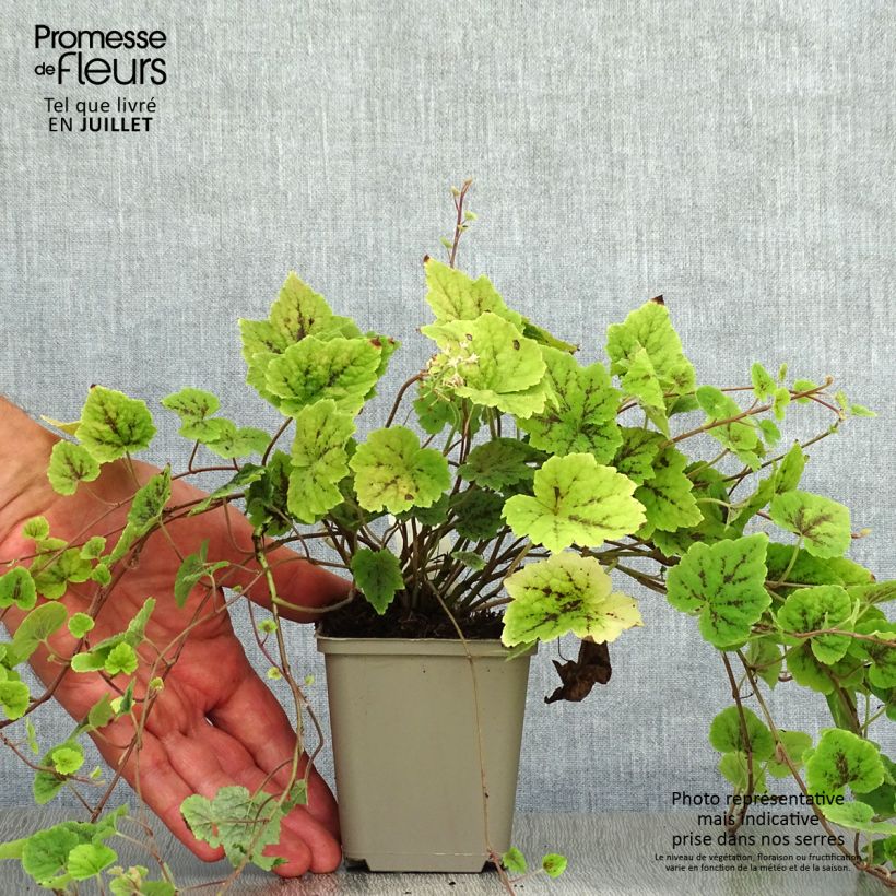 Esimerkki kesällä toimitetusta Rönsytiarella Appalachian Trail Godet de 8/9 cm-taimesta