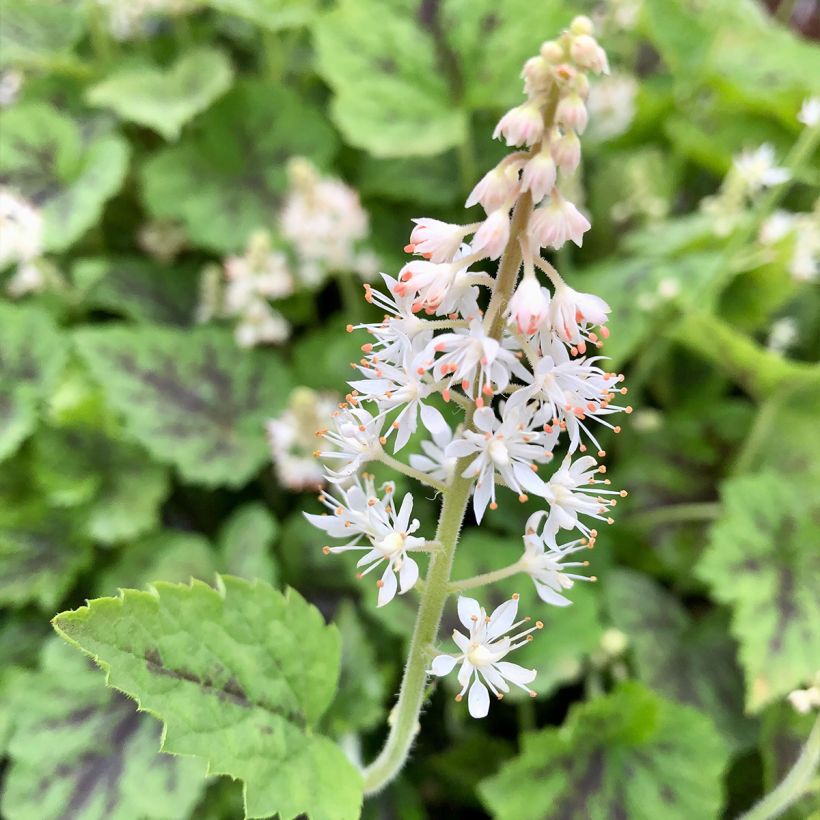 Rönsytiarella Appalachian Trail (Kukinta)