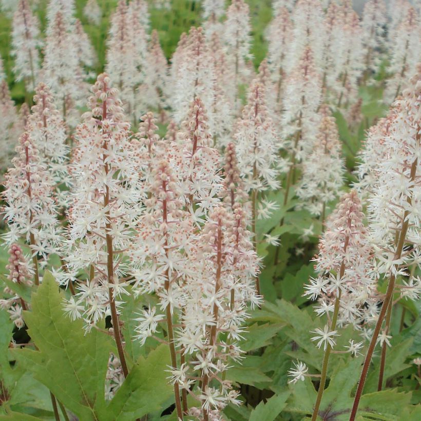 Tarhatiarella Pink Skyrocket (Kukinta)