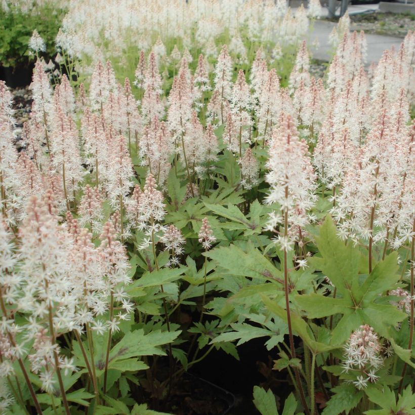 Tarhatiarella Pink Skyrocket (Kasvutapa)