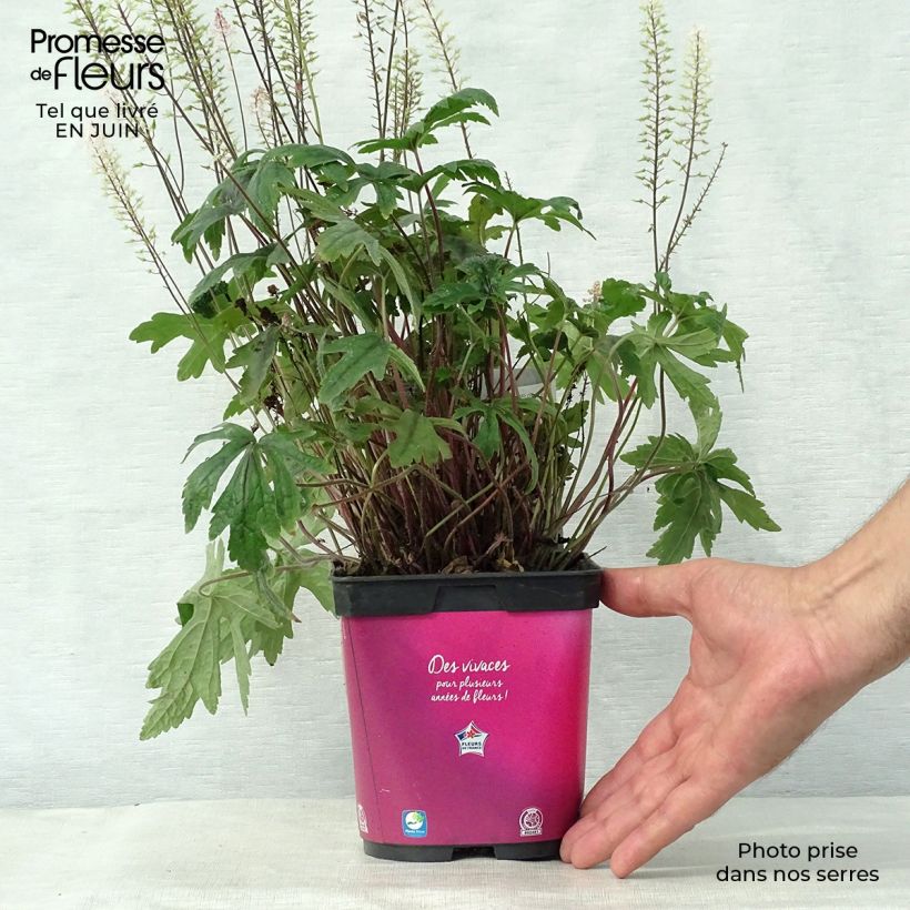 Esimerkki kesällä toimitetusta Tarhatiarella Pink Skyrocket Ruukku 2L / 3L-taimesta