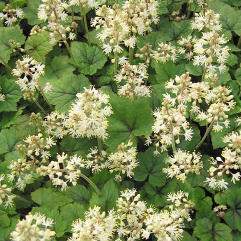 Rönsytiarella Brandywine (Lehvistö)