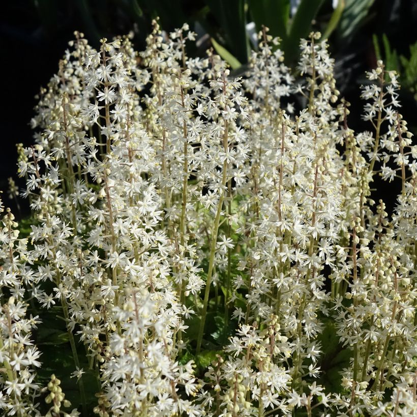 Rönsytiarella Brandywine (Kukinta)