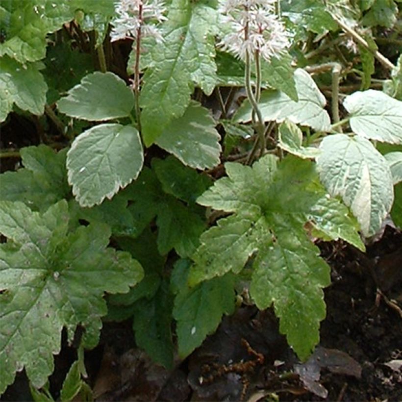 Rönsytiarella Pink Brushes (Lehvistö)