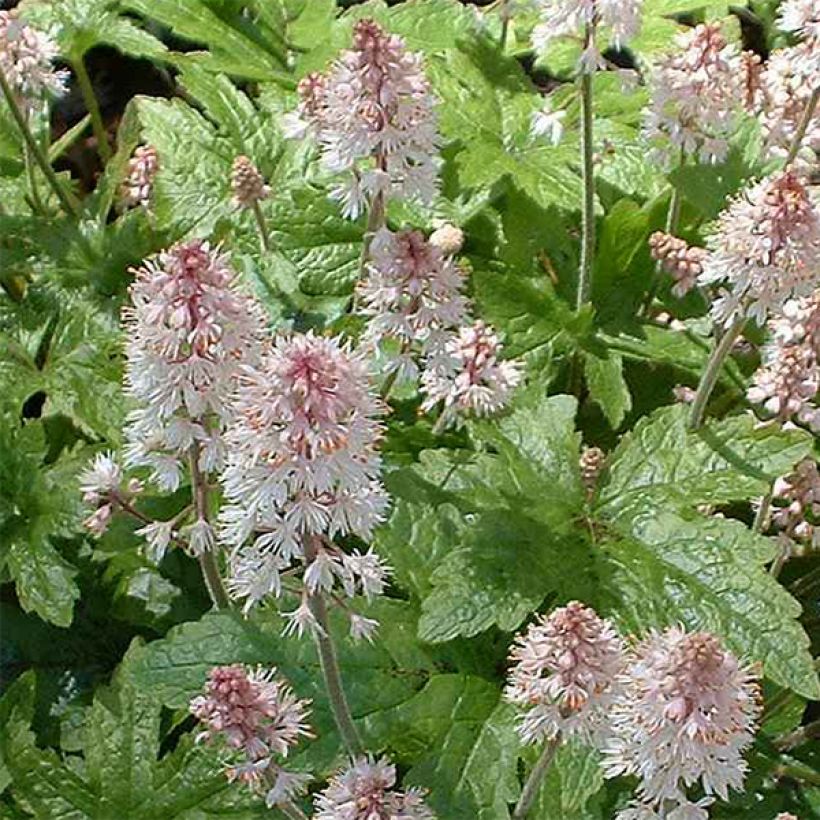 Rönsytiarella Pink Brushes (Kukinta)