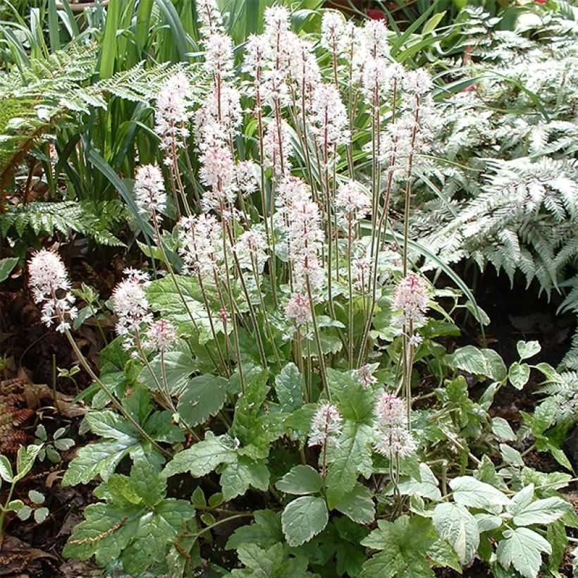 Rönsytiarella Pink Brushes (Kasvutapa)