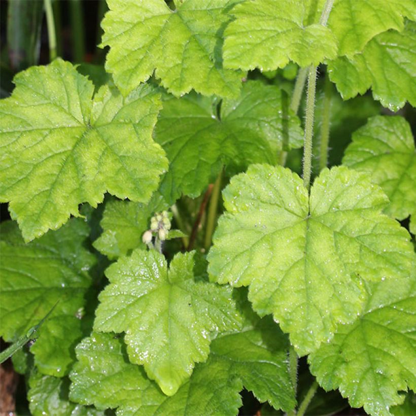 Pitsimyssy - Tiarella polyphylla (Lehvistö)