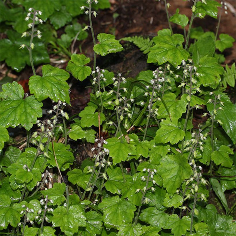 Pitsimyssy - Tiarella polyphylla (Kukinta)