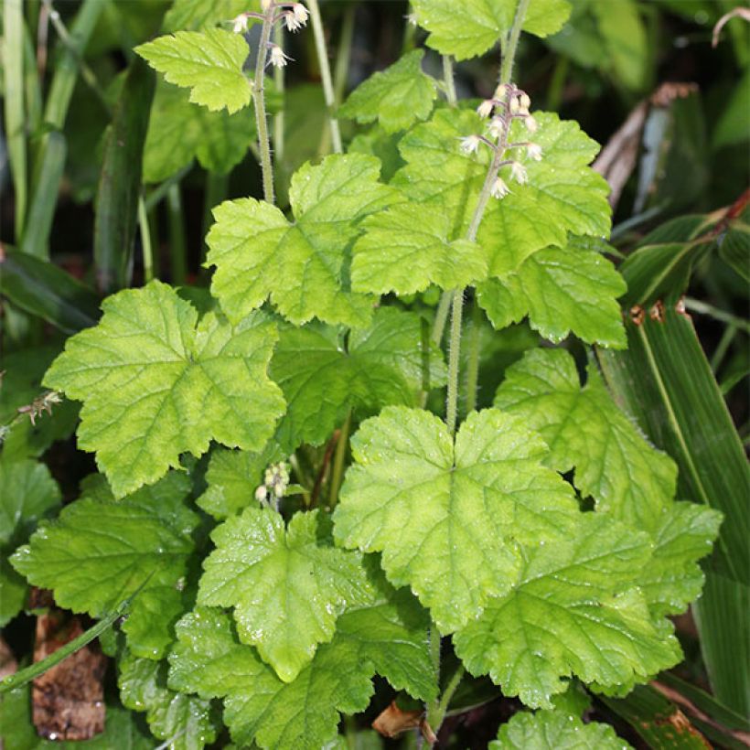 Pitsimyssy - Tiarella polyphylla (Kasvutapa)