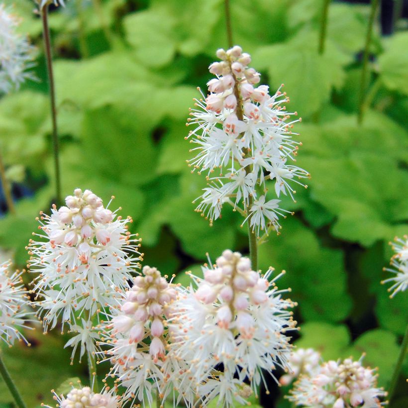 Rönsytiarella Moorgrun (Kukinta)