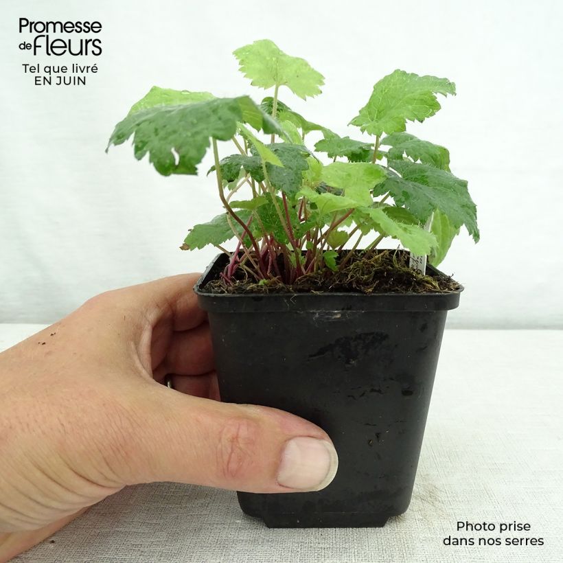 Esimerkki kesällä toimitetusta Rönsytiarella Moorgrun Taimiruukku 8/9 cm-taimesta