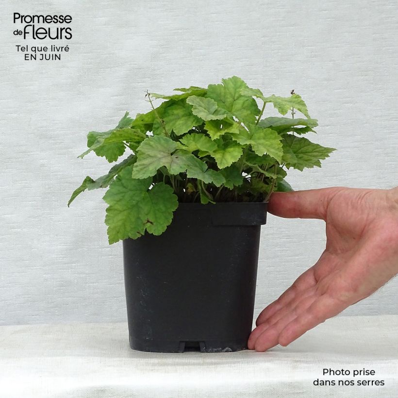Esimerkki kesällä toimitetusta Rönsytiarella - Tiarella cordifolia Ruukku 2L / 3L-taimesta
