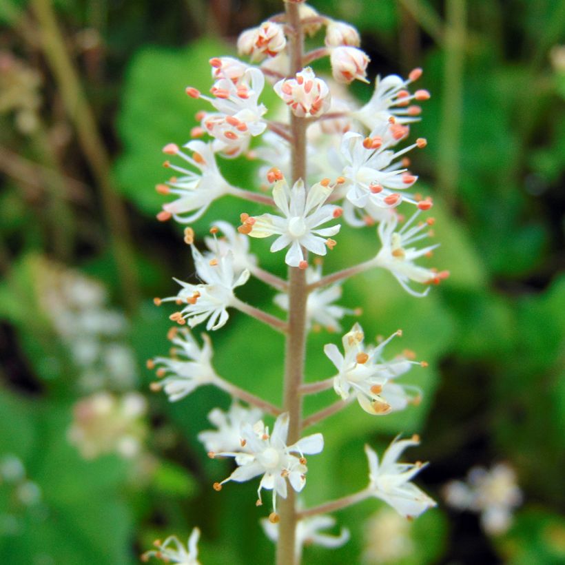 Tupastiarella - Tiarella wherryi (Kukinta)