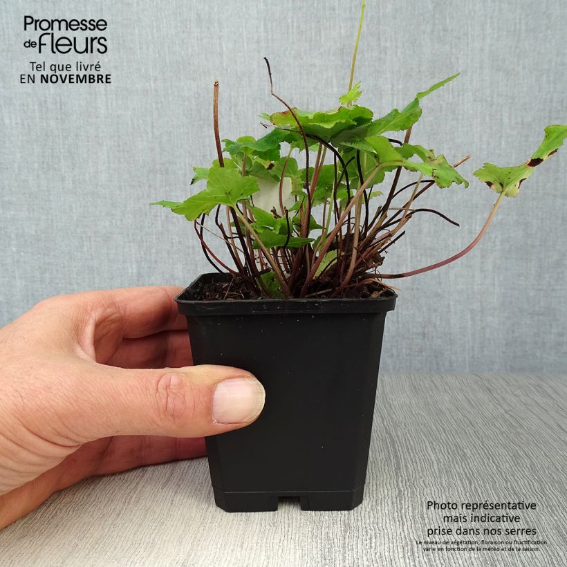 Esimerkki syksyllä toimitetusta Tupastiarella - Tiarella wherryi 8/9 cm taimiruukku-taimesta