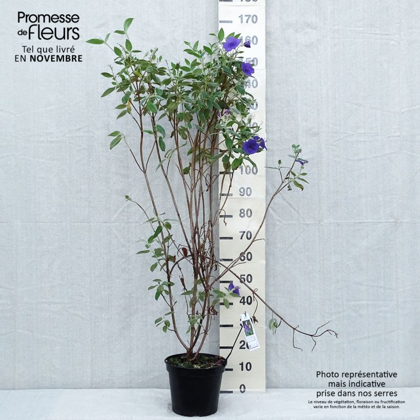 Esimerkki syksyllä toimitetusta Paavinpaastopensas - Tibouchina semidecandra 7,5 litran / 10 litran ruukku-taimesta