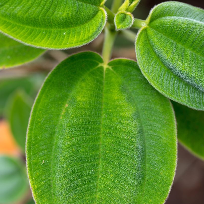 Paavinpaastopensas - Tibouchina semidecandra (Lehvistö)
