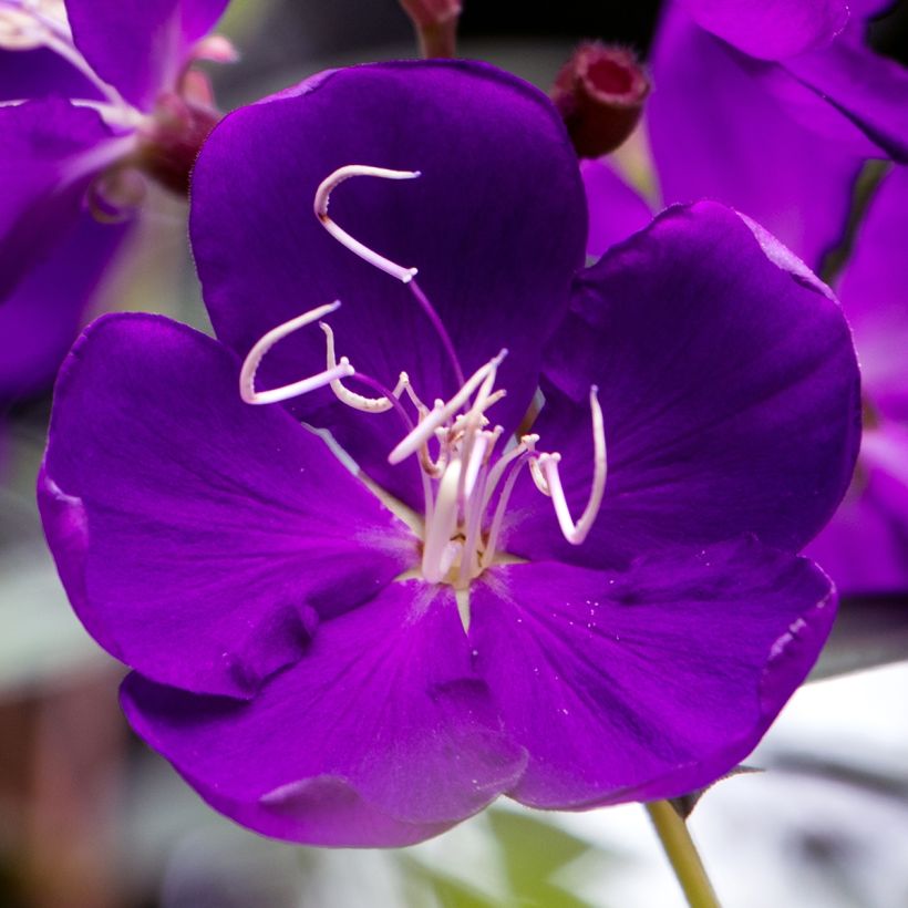 Paavinpaastopensas - Tibouchina semidecandra (Kukinta)