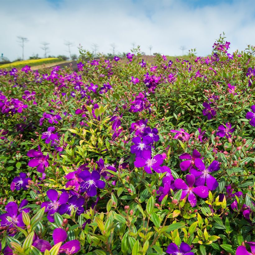 Paavinpaastopensas - Tibouchina semidecandra (Kasvutapa)