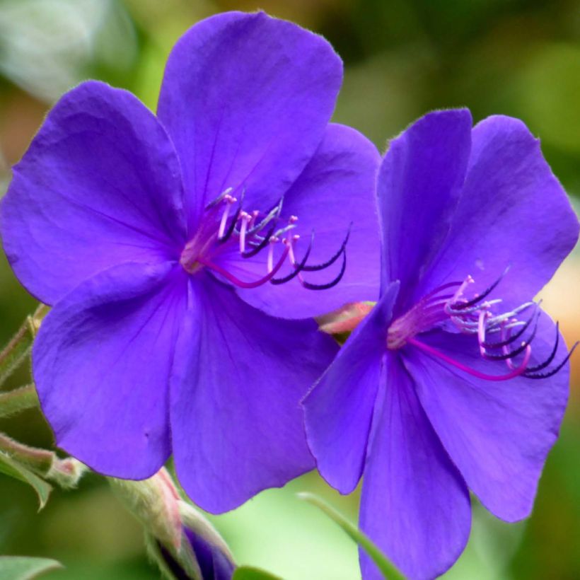 Paavinpaastopensas - Tibouchina urvilleana (Kukinta)