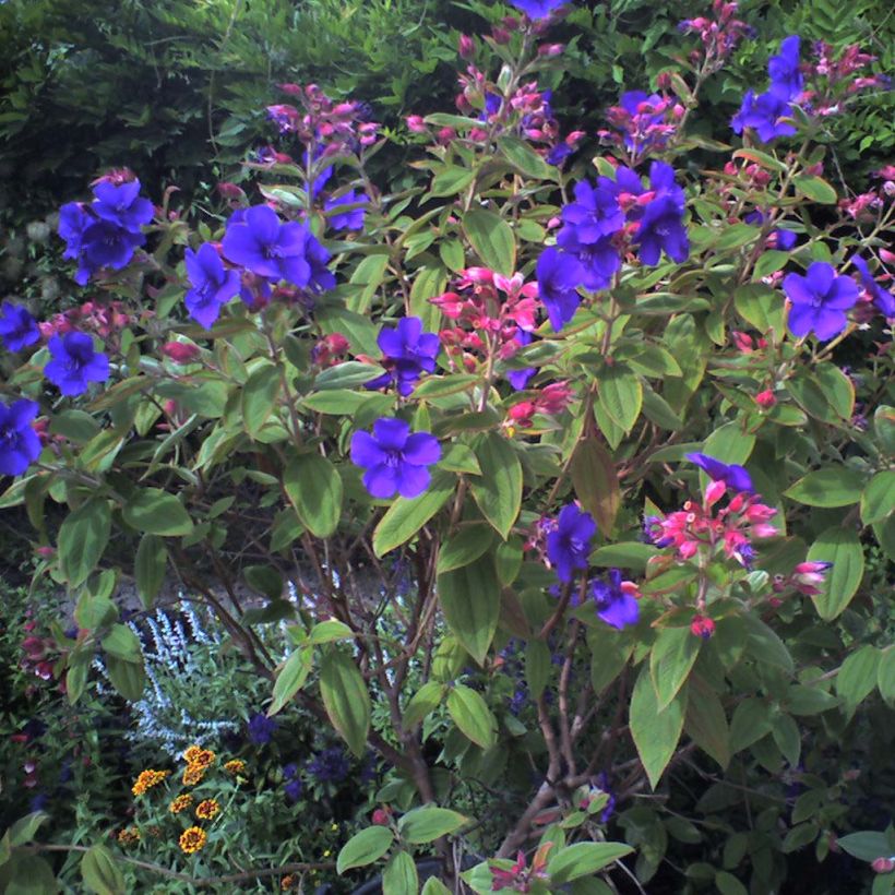 Paavinpaastopensas - Tibouchina urvilleana (Kasvutapa)