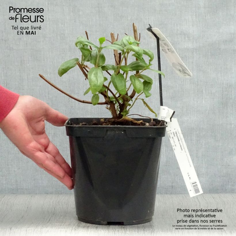 Esimerkki keväällä toimitetusta Paavinpaastopensas - Tibouchina urvilleana Pot de 4L/5L-taimesta