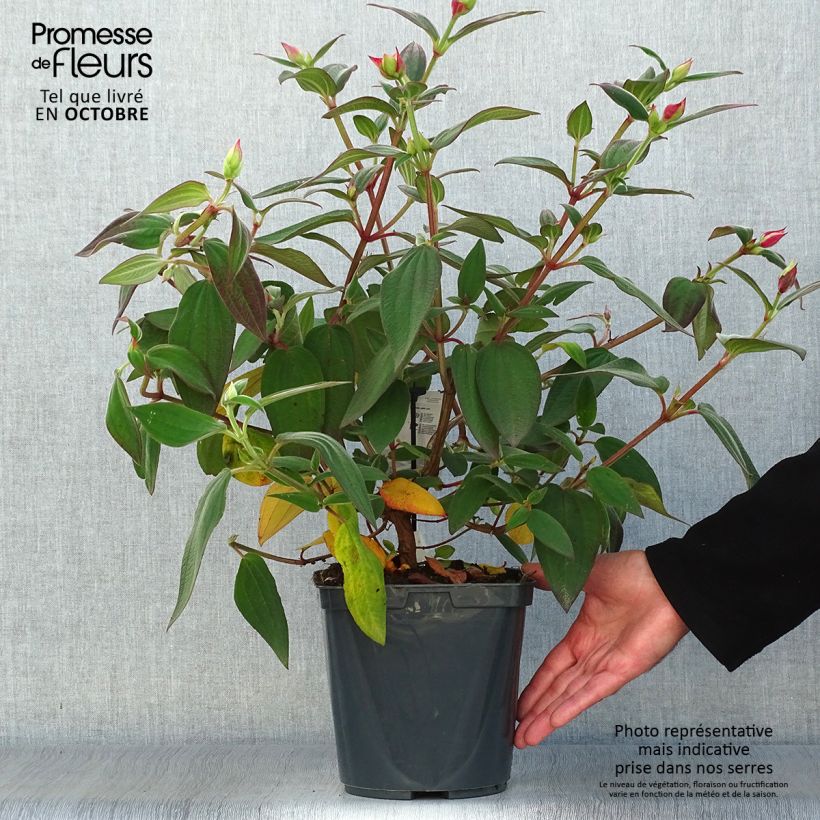 Esimerkki syksyllä toimitetusta Paavinpaastopensas - Tibouchina urvilleana 4 litran/5 litran ruukku-taimesta