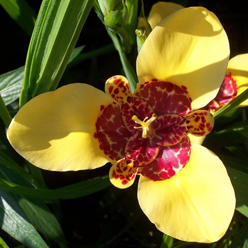 Tiikerikukka Aurea (Kukinta)