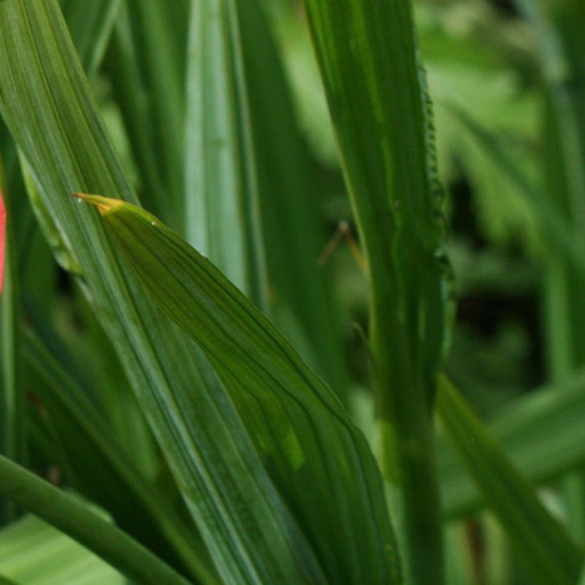 Tiikerikukka Speciosa (Lehvistö)
