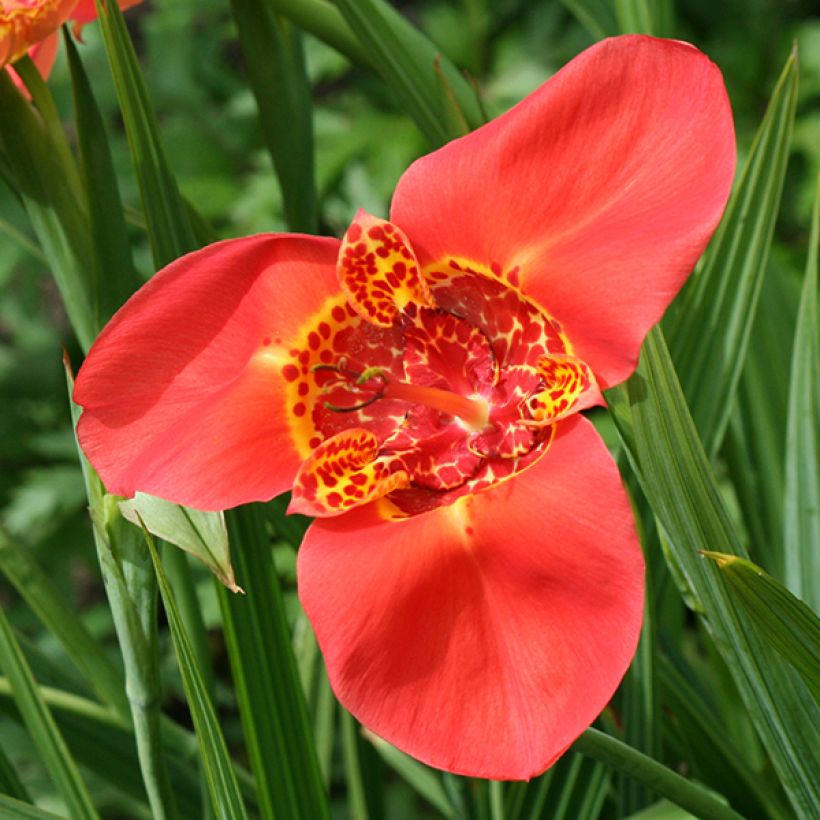 Tiikerikukka Speciosa (Kukinta)