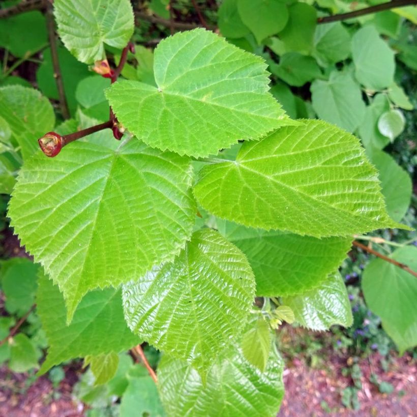 Metsälehmus - Tilia cordata (Lehvistö)
