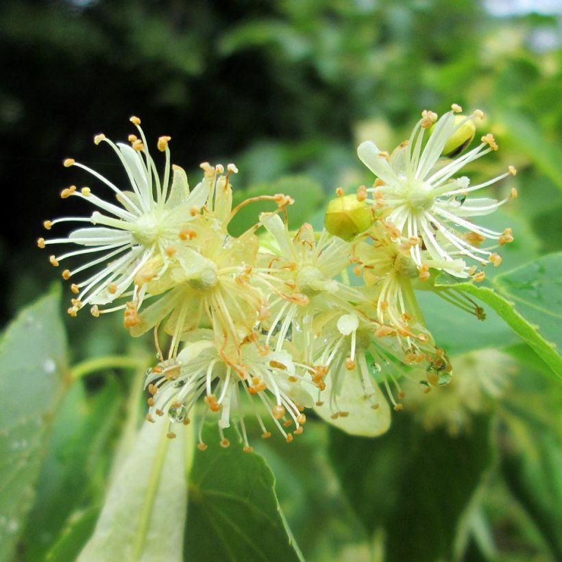 Metsälehmus - Tilia cordata (Kukinta)