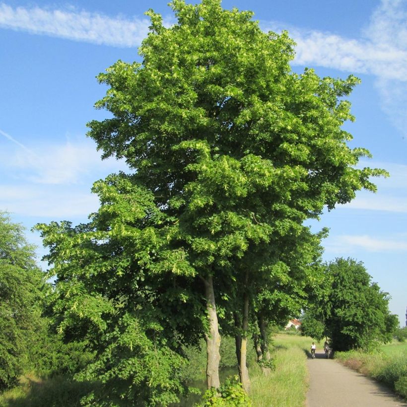Metsälehmus - Tilia cordata (Kasvutapa)