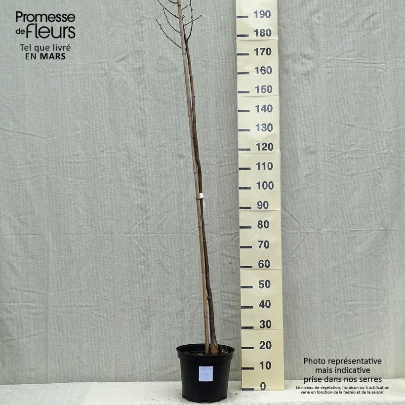 Esimerkki keväällä toimitetusta Metsälehmus Greenspire Pot de 7,5L/10L-taimesta
