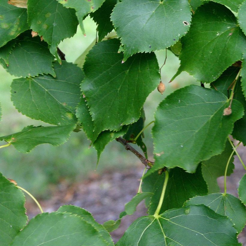 Metsälehmus Greenspire (Lehvistö)