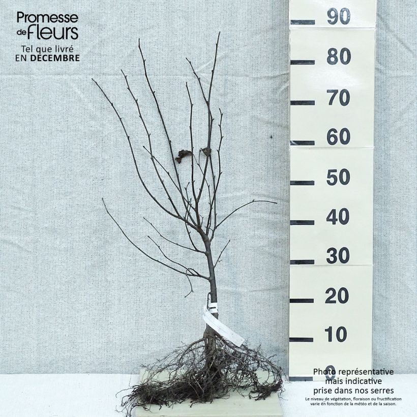 Esimerkki talvella toimitetusta Metsälehmus - Tilia cordata Paljasjuurinen-taimesta