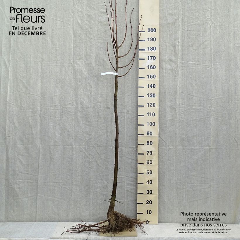 Esimerkki talvella toimitetusta Metsälehmus - Tilia cordata Paljasjuurinen, Tige-taimesta
