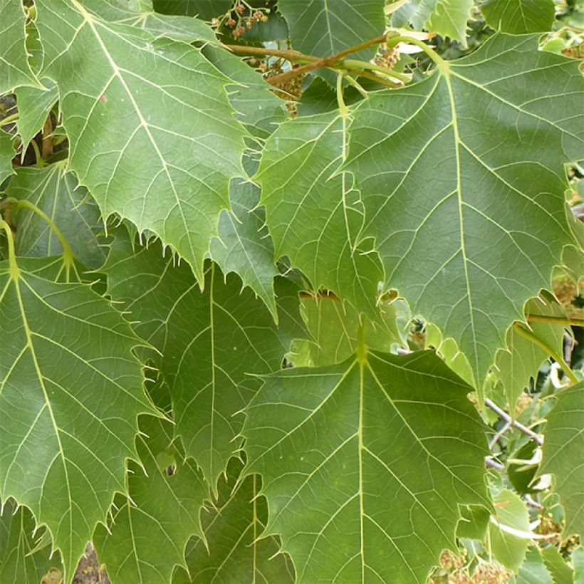Lehmus - Tilia henryana (Lehvistö)