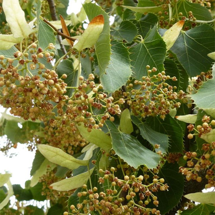 Lehmus - Tilia henryana (Kukinta)