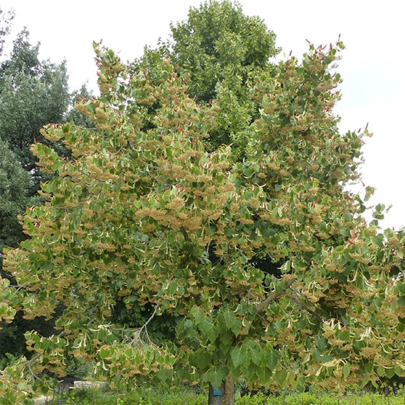 Lehmus - Tilia henryana (Kasvutapa)