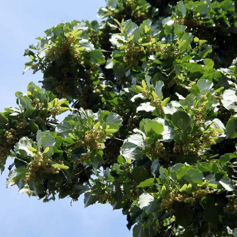 Isolehtilehmus - Tilia platyphyllos (Lehvistö)