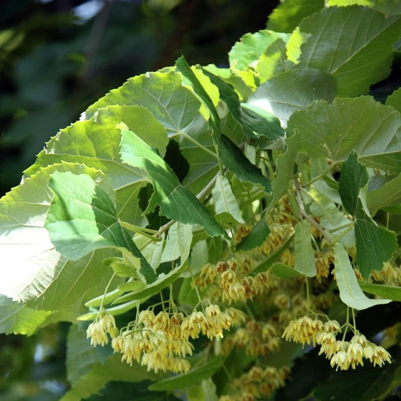 Isolehtilehmus - Tilia platyphyllos (Kukinta)