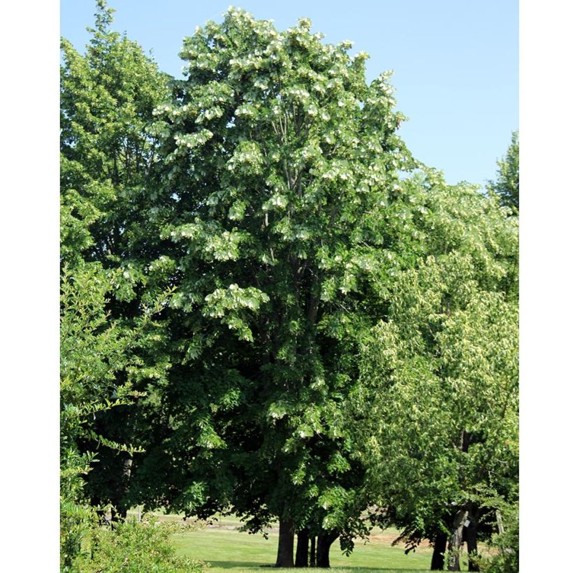 Isolehtilehmus - Tilia platyphyllos (Kasvutapa)