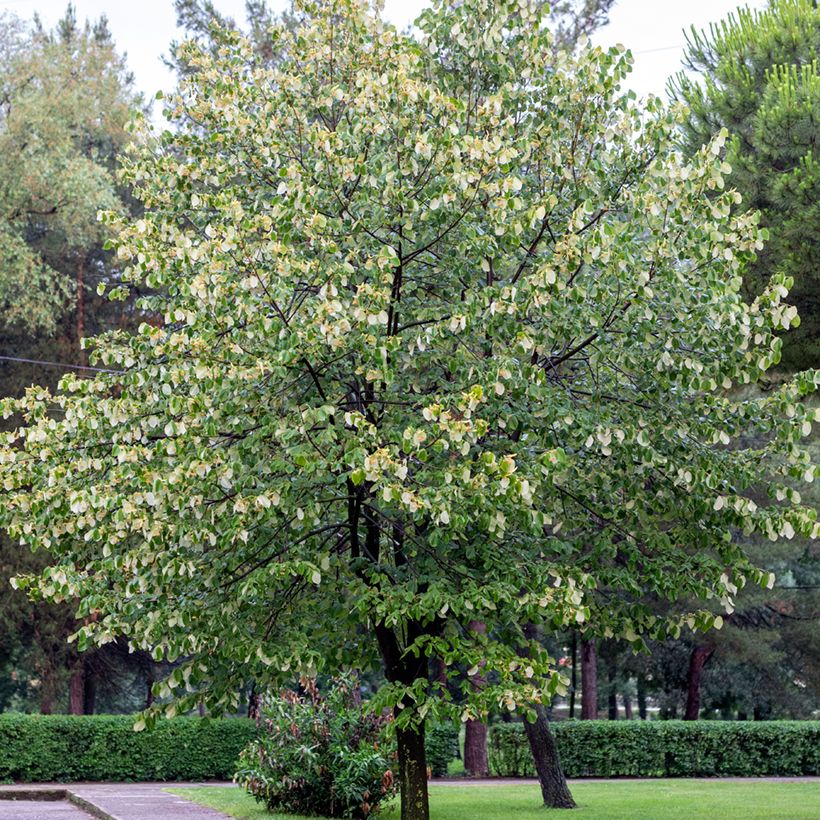 Hopealehmus - Tilia tomentosa (Kasvutapa)
