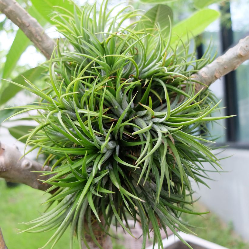 Ilmakasvi Mizuki (Kasvutapa)
