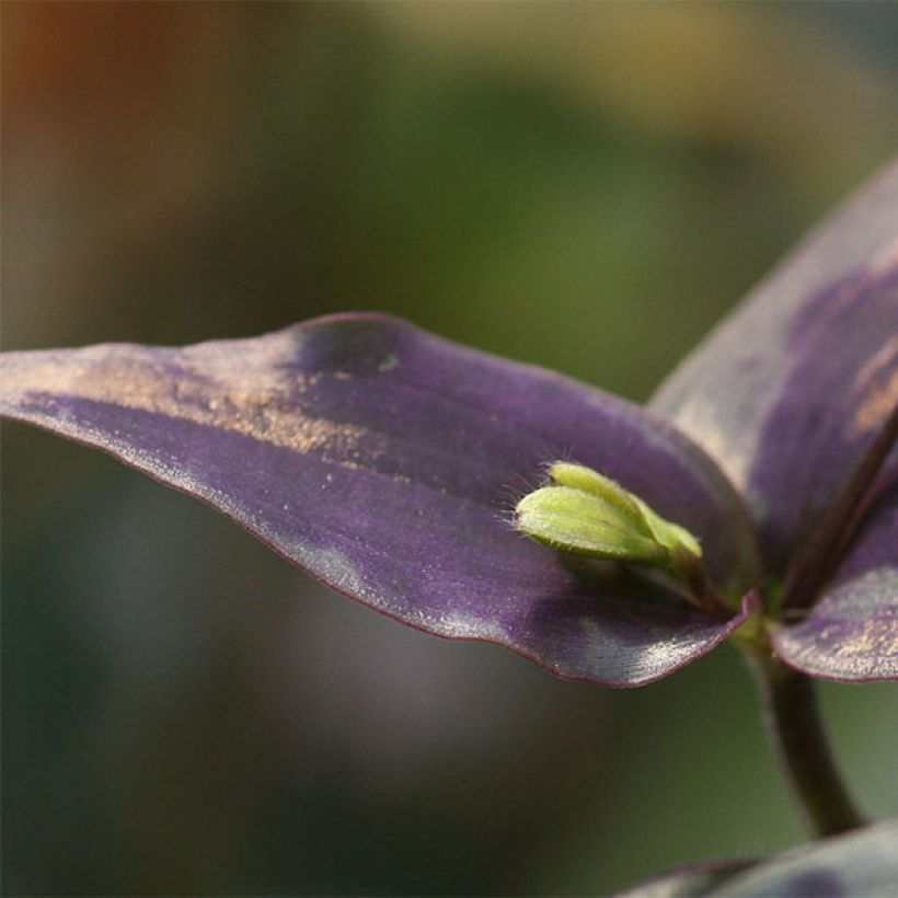 Tinantia pringlei (Lehvistö)